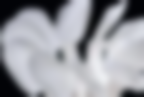 德国种植牙的特点