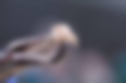 【施建玲医生技术特点：】