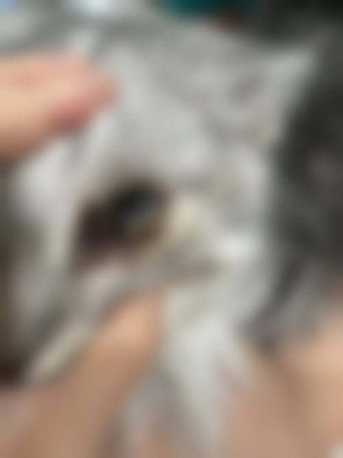 擅长项目详解