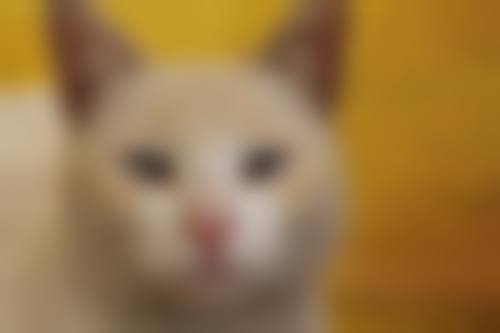 预约优惠活动
